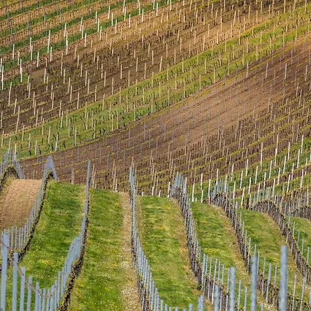 Vinoza - A Vinny Sklep Rulandova * Velké Bílovice
