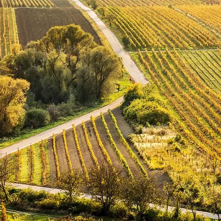 Vinoza - A Vinny Sklep Rulandova